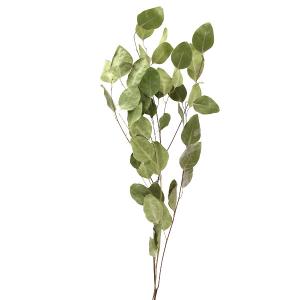 ユーカリ ドライフラワー 花材