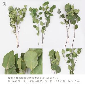 ドライフラワー 花材 即日出荷 ポプルス・ドラ...の詳細画像3