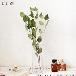 ドライフラワー 花材 即日出荷 ポプルス・ドラ...の詳細画像4