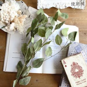ドライフラワー 花材 即日出荷 ポプルス・ドラ...の詳細画像5
