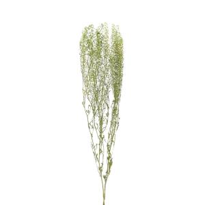ドライフラワー 花材 即日出荷 タラスピ・ナズナ...の商品画像
