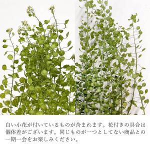 ドライフラワー 花材 即日出荷 タラスピ・ナズ...の詳細画像3