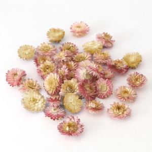 ドライフラワー 花材 即日出荷 ヘリクリサム・ブルーミング ナチュラルソフトピンク 花材 素材 材料 パーツ ピンク パープル 紫 赤紫 コアトレーディング