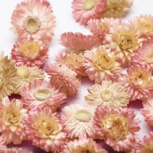 ドライフラワー 花材 即日出荷 ヘリクリサム・...の詳細画像1