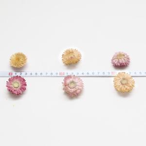 ドライフラワー 花材 即日出荷 ヘリクリサム・...の詳細画像2