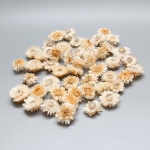 ドライ 東京堂 麦わら菊ヘッドミックス 岡山産 約30g FD001489 ドライ