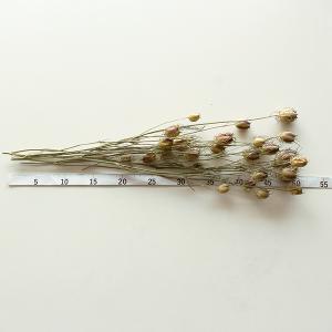ドライフラワー 花材 即日出荷 ニゲラ ナチュ...の詳細画像2