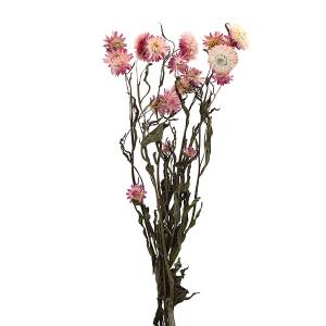 ドライフラワー 花材 即日出荷 ミニバラ・ドライ・ヘッド ワイン ※多少