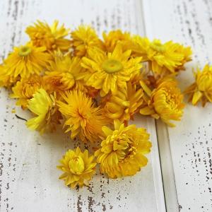 ドライフラワー 花材 即日出荷 ヘリクリサム・ヘ...の商品画像