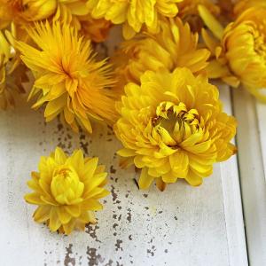 ドライフラワー 花材 即日出荷 ヘリクリサム・...の詳細画像1