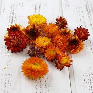ドライフラワー 花材 即日出荷 ヘリクリサム・ヘ...の商品画像