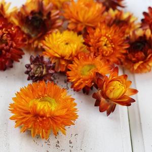 ドライフラワー 花材 即日出荷 ヘリクリサム・...の詳細画像2