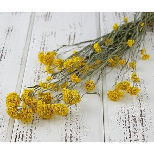 《ドライフラワー 花材》出荷Coretrading サンフォルディ・ナチュラルイエロー