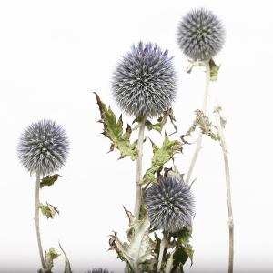ドライフラワー 花材 即日出荷 ルリタマアザミ...の詳細画像1