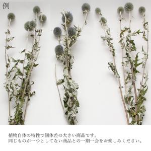 ドライフラワー 花材 即日出荷 ルリタマアザミ...の詳細画像3