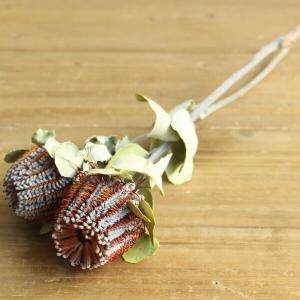 プロテア❇️ロゼット 2種類❣️ドライフラワー プロテア、#リペンスロゼットマッチャが入荷しました🍁 #ドライフラワー