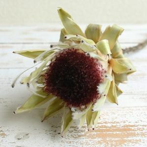 ドライフラワー 花材 即日出荷 プロテア・ホワ...の詳細画像1