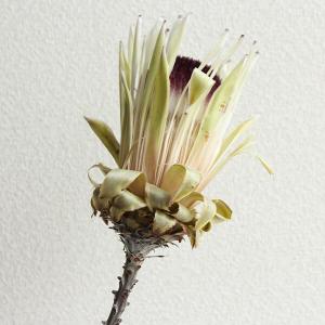 ドライフラワー 花材 即日出荷 プロテア・ホワ...の詳細画像2