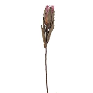 ドライフラワー 花材 即日出荷 プロテア・ブレン...の商品画像