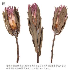 ドライフラワー 花材 即日出荷 プロテア・ブレ...の詳細画像4