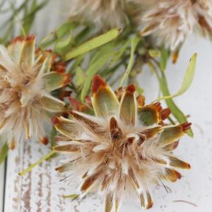 ドライフラワー 花材 即日出荷 プルモッサム ...の詳細画像1