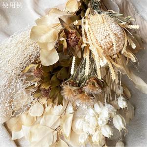 ドライフラワー 花材 即日出荷 プルモッサム ...の詳細画像4