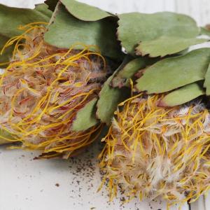 ドライフラワー 花材 即日出荷 ピンクッション...の詳細画像1