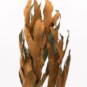 ドライフラワー 花材 即日出荷 グレビレア・ゴ...の詳細画像1