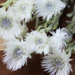 ドライフラワー 花材 即日出荷 シルバーデージ...の詳細画像1