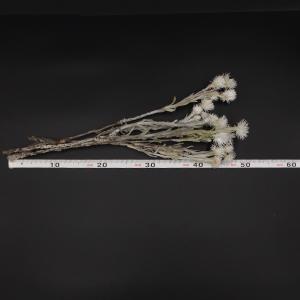 ドライフラワー 花材 即日出荷 シルバーデージ...の詳細画像2