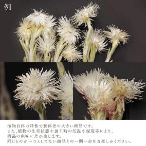 ドライフラワー 花材 即日出荷 シルバーデージ...の詳細画像3