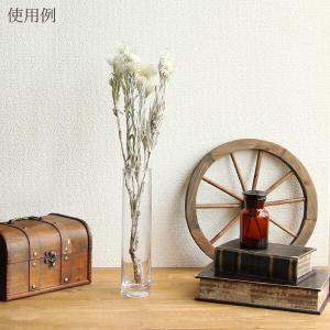 ドライフラワー 花材 即日出荷 シルバーデージ...の詳細画像4