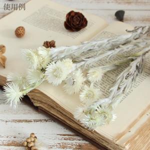 ドライフラワー 花材 即日出荷 シルバーデージ...の詳細画像5