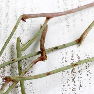 ドライフラワー 花材 即日出荷 レモンリーフ・...の詳細画像2