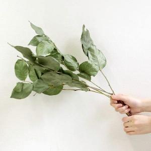 ドライフラワー 花材 即日出荷 レモンリーフ・...の詳細画像3
