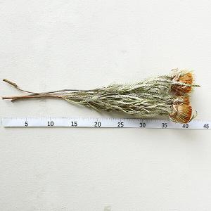 ドライフラワー 花材 即日出荷 ドリアンドラ・...の詳細画像2