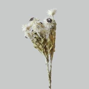 ドライフラワー 花材 即日出荷 バンクシア・プリオノート ワイルド