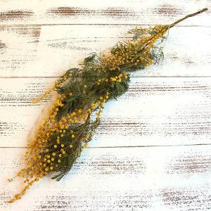 ドライフラワー 花材 出荷 ミモザ・アカシア ナチュラル