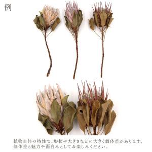 ドライフラワー 花材 即日出荷 キングプロテア...の詳細画像4