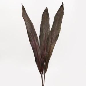 ドライフラワー 花材 即日出荷 ブラックリーフ ...の商品画像