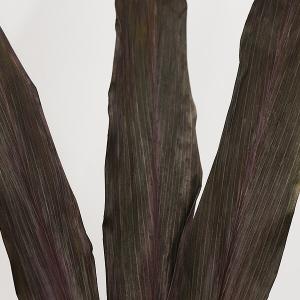 ドライフラワー 花材 即日出荷 ブラックリーフ...の詳細画像1
