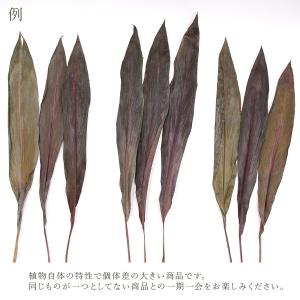 ドライフラワー 花材 即日出荷 ブラックリーフ...の詳細画像3