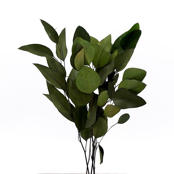 プリザーブドフラワー 花材 即日出荷 ポプルス グリーン 葉 リーフ プリザーブドフラワー スワッグ...