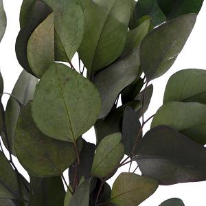プリザーブドフラワー 花材 即日出荷 ポプルス...の詳細画像1