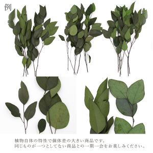 プリザーブドフラワー 花材 即日出荷 ポプルス...の詳細画像3