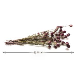 ドライフラワー 花材 即日出荷 ニゲラ・アルビ...の詳細画像2