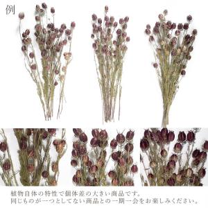 ドライフラワー 花材 即日出荷 ニゲラ・アルビ...の詳細画像3