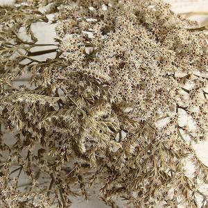 ドライフラワー 花材 即日出荷 タタリカ ナチ...の詳細画像1