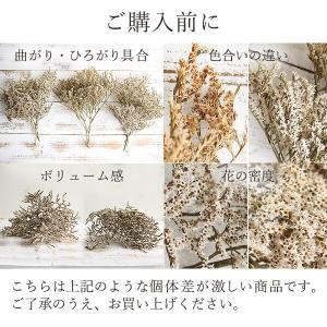 ドライフラワー 花材 即日出荷 タタリカ ナチ...の詳細画像3