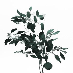 ドライフラワー 花材 即日出荷 Coretrading ユーカリ実付き グリーン 花材 スワッグ リース 材料リーフ パーツ ブーケ 花束 プリ Cor 造花ドライフラワー専門問屋花びし 通販 Yahoo ショッピング